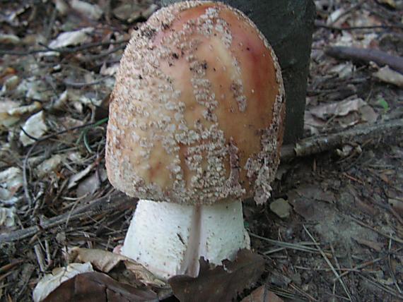 muchotrávka červenkastá Amanita rubescens Pers.