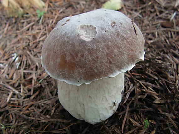 hríb smrekový Boletus edulis Bull.