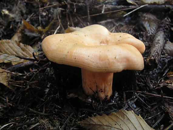 rýdzik pravý Lactarius deliciosus (L.) Gray