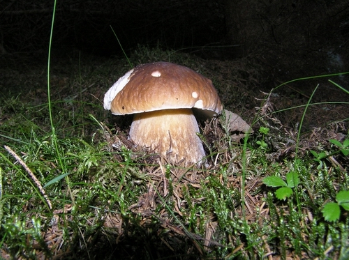 hríb smrekový Boletus edulis Bull.