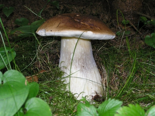 hríb smrekový Boletus edulis Bull.