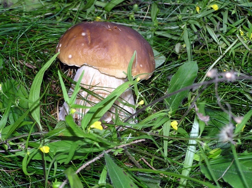 hríb smrekový Boletus edulis Bull.