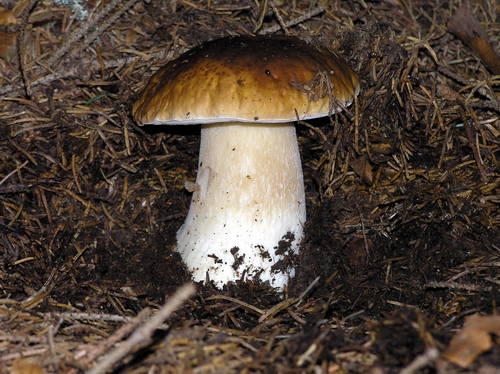 hríb smrekový Boletus edulis Bull.