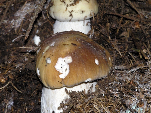 hríb smrekový Boletus edulis Bull.