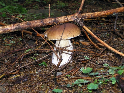 hríb smrekový Boletus edulis Bull.