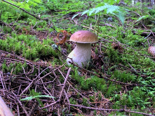 hríb smrekový Boletus edulis Bull.