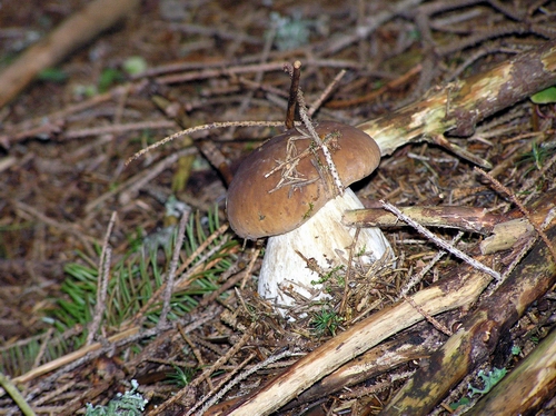 hríb smrekový Boletus edulis Bull.