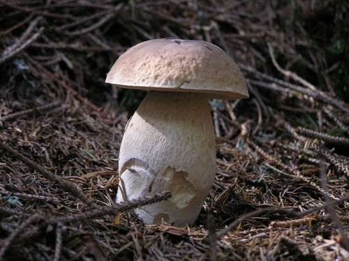 hríb smrekový Boletus edulis Bull.