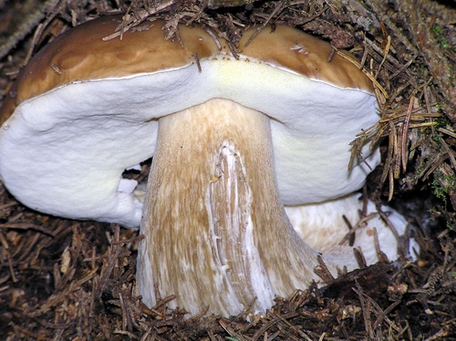 hríb smrekový Boletus edulis Bull.