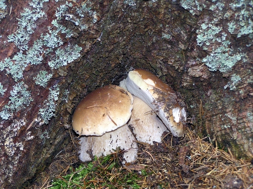 hríb smrekový Boletus edulis Bull.