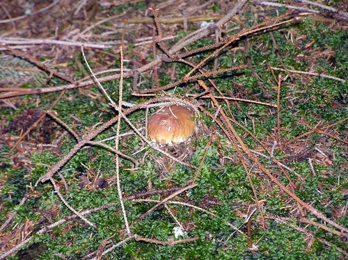 hríb smrekový Boletus edulis Bull.