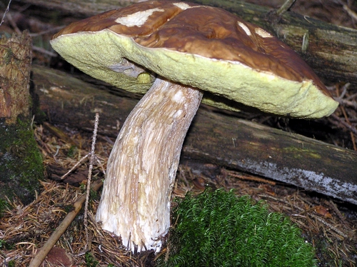 hríb smrekový Boletus edulis Bull.