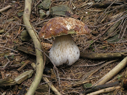 hríb smrekový Boletus edulis Bull.