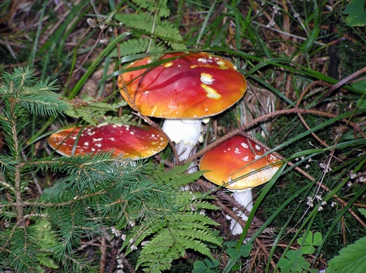 muchotrávka červená Amanita muscaria (L.) Lam.