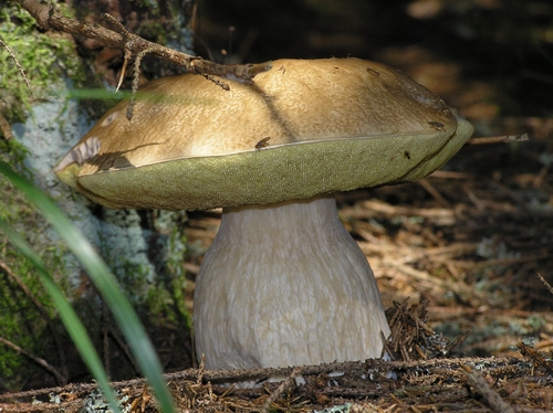 hríb smrekový Boletus edulis Bull.