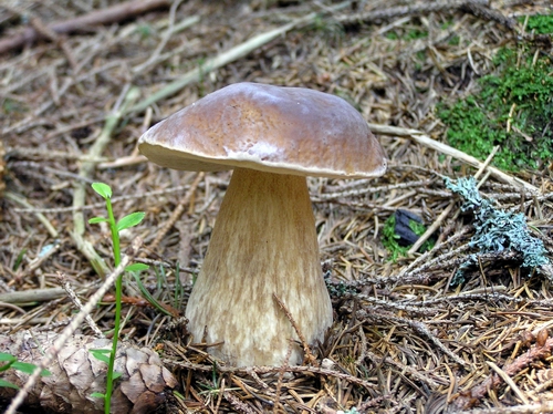 hríb smrekový Boletus edulis Bull.