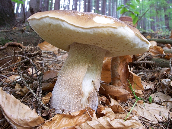 hríb smrekový Boletus edulis Bull.