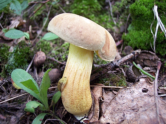 suchohríb plstnatý Xerocomus subtomentosus L.