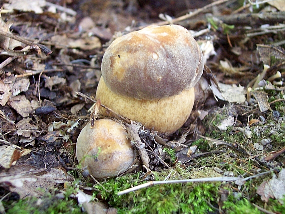 hríb bronzový Boletus aereus Bull. ex Fr.