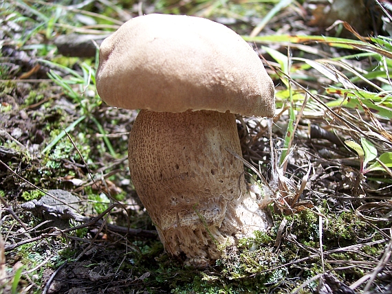 hríb dubový Boletus reticulatus Schaeff.