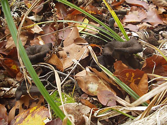 lievik trúbkovitý Craterellus cornucopioides (L.) Pers.