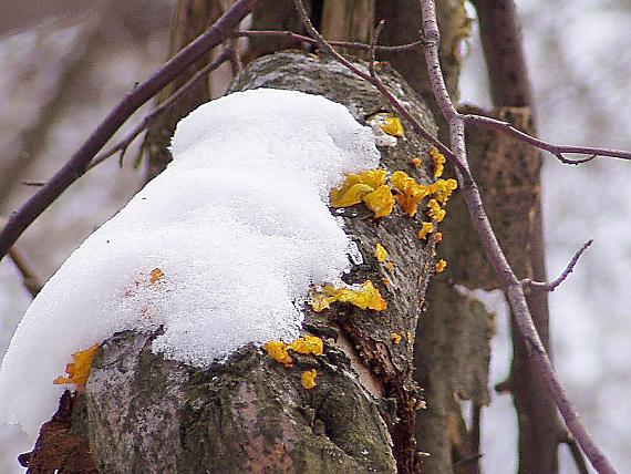 rôsolovka zlatožltá Tremella mesenterica Retz.