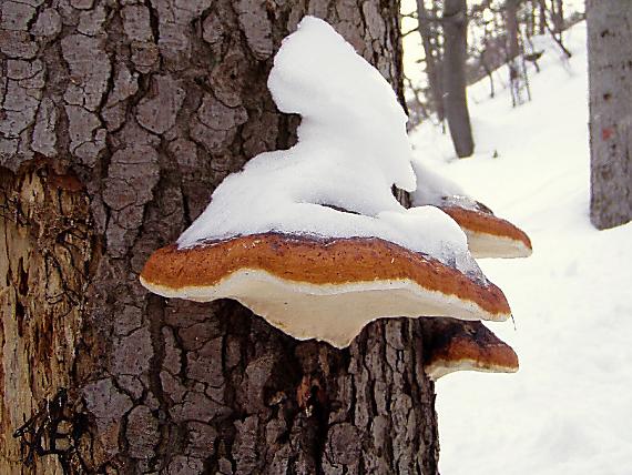 práchnovček pásikavý Fomitopsis pinicola (Sw.) P. Karst.