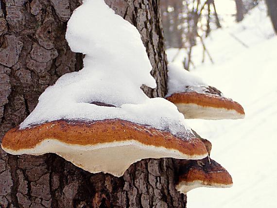 práchnovček pásikavý Fomitopsis pinicola (Sw.) P. Karst.