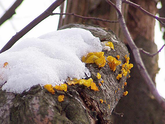 rôsolovka zlatožltá Tremella mesenterica Retz.