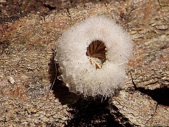 klanolupeňovka obyčajná Schizophyllum commune Fr.