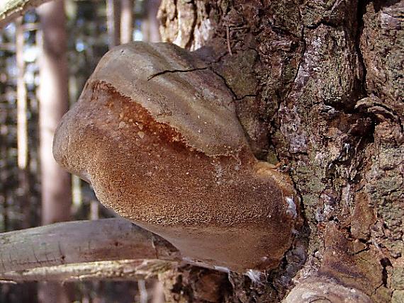 ohňovec Hartigov Phellinus hartigii (Allesch. & Schnabl) Pat.