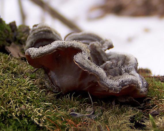 uchovka pásikavá Auricularia mesenterica (Dicks.) Pers.