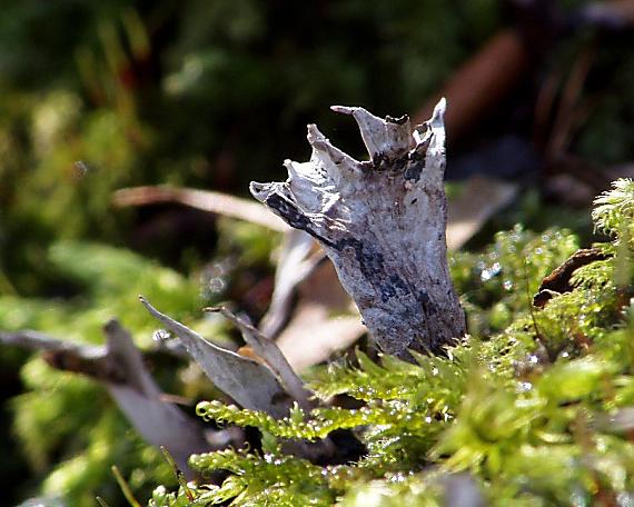 drevnatec parohatý Xylaria hypoxylon (L.) Grev.