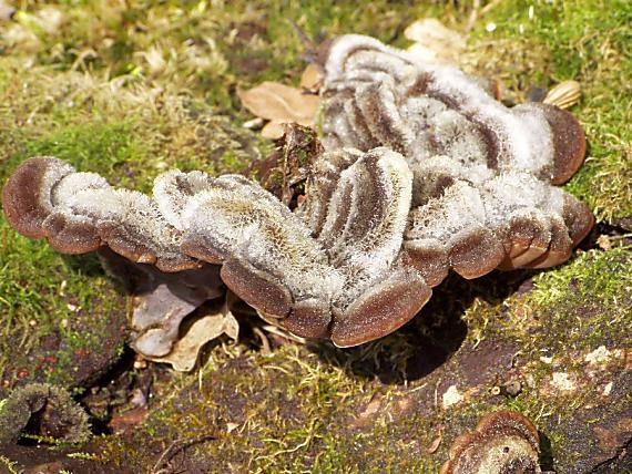 uchovka pásikavá Auricularia mesenterica (Dicks.) Pers.