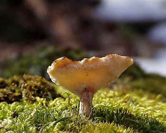 trúdnik plástovitý Lentinus arcularius (Batsch) Zmitr.