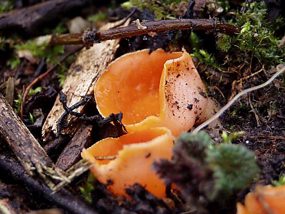 ohnivec šarlátový Sarcoscypha coccinea (Gray) Boud.