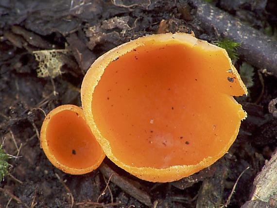 ohnivec šarlátový Sarcoscypha coccinea (Gray) Boud.