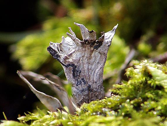 drevnatec parohatý Xylaria hypoxylon (L.) Grev.