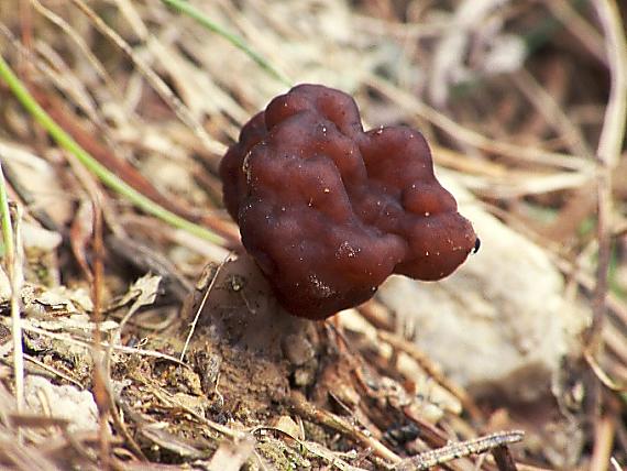 ušiak obyčajný Gyromitra esculenta (Pers.) Fr.