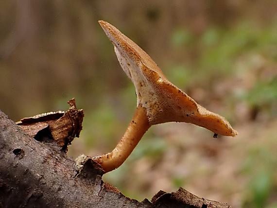 trúdnik zimný ? Lentinus substrictus (Bolton) Zmitr. & Kovalenko