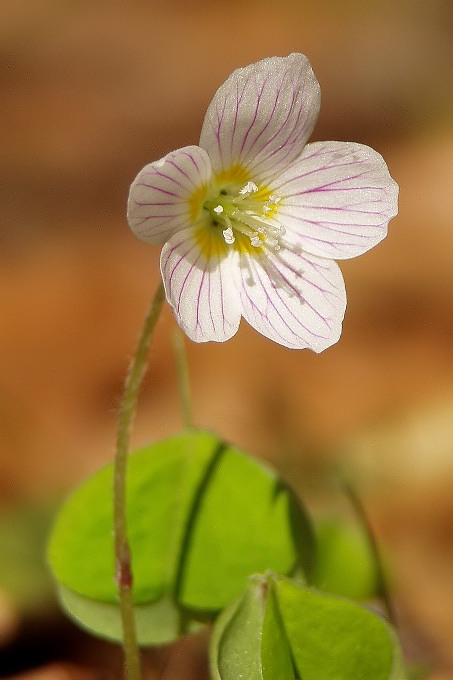 kyslička obyčajná Oxalis acetosella L.