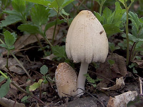 hnojník okrový Coprinellus domesticus (Bolton) Vilgalys, Hopple & Jacq. Johnson