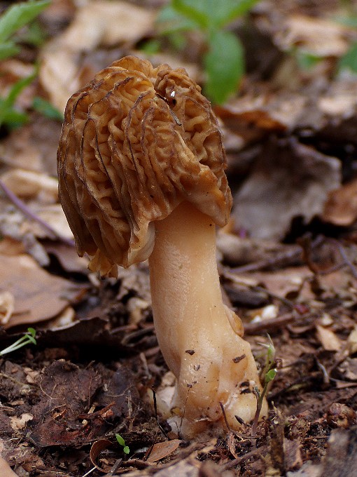 smrčkovec český Verpa bohemica (Krombh.) J. Schröt.