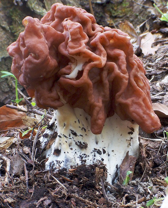 ušiak obrovský Gyromitra gigas (Krombh.) Cooke