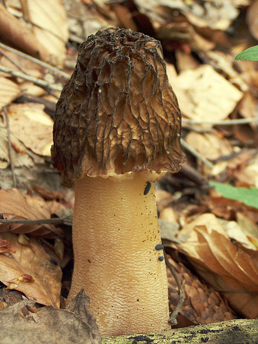 smrčkovec český Verpa bohemica (Krombh.) J. Schröt.