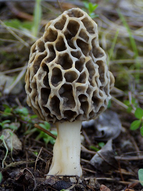 smrčok jedlý Morchella esculenta (L.) Pers.