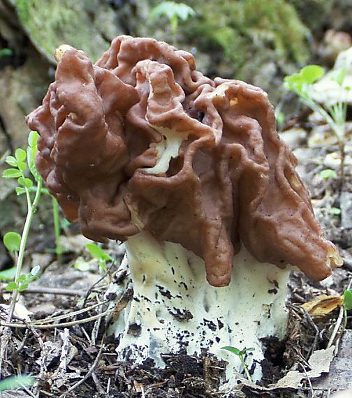 ušiak obrovský Gyromitra gigas (Krombh.) Cooke