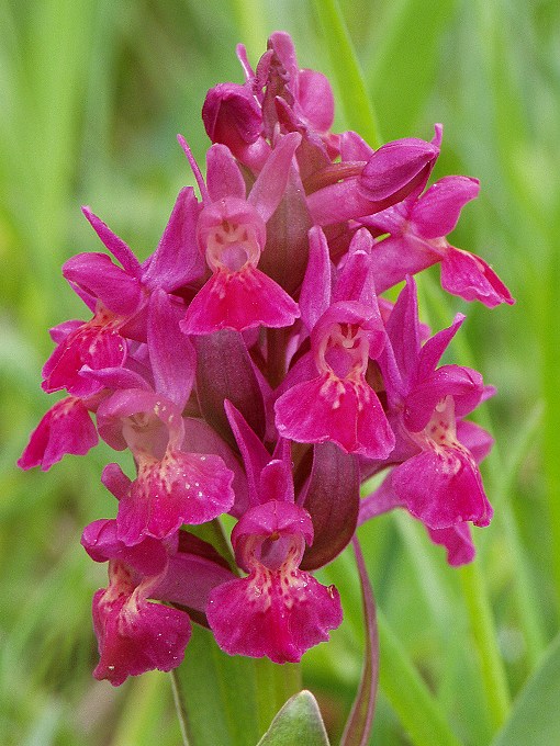 vstavačovec bazový Dactylorhiza sambucina (L.) Soó