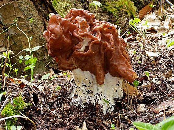 ušiak obrovský Gyromitra gigas (Krombh.) Cooke