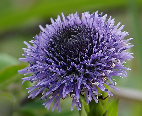 gulička predĺžená Globularia punctata Lapeyr.